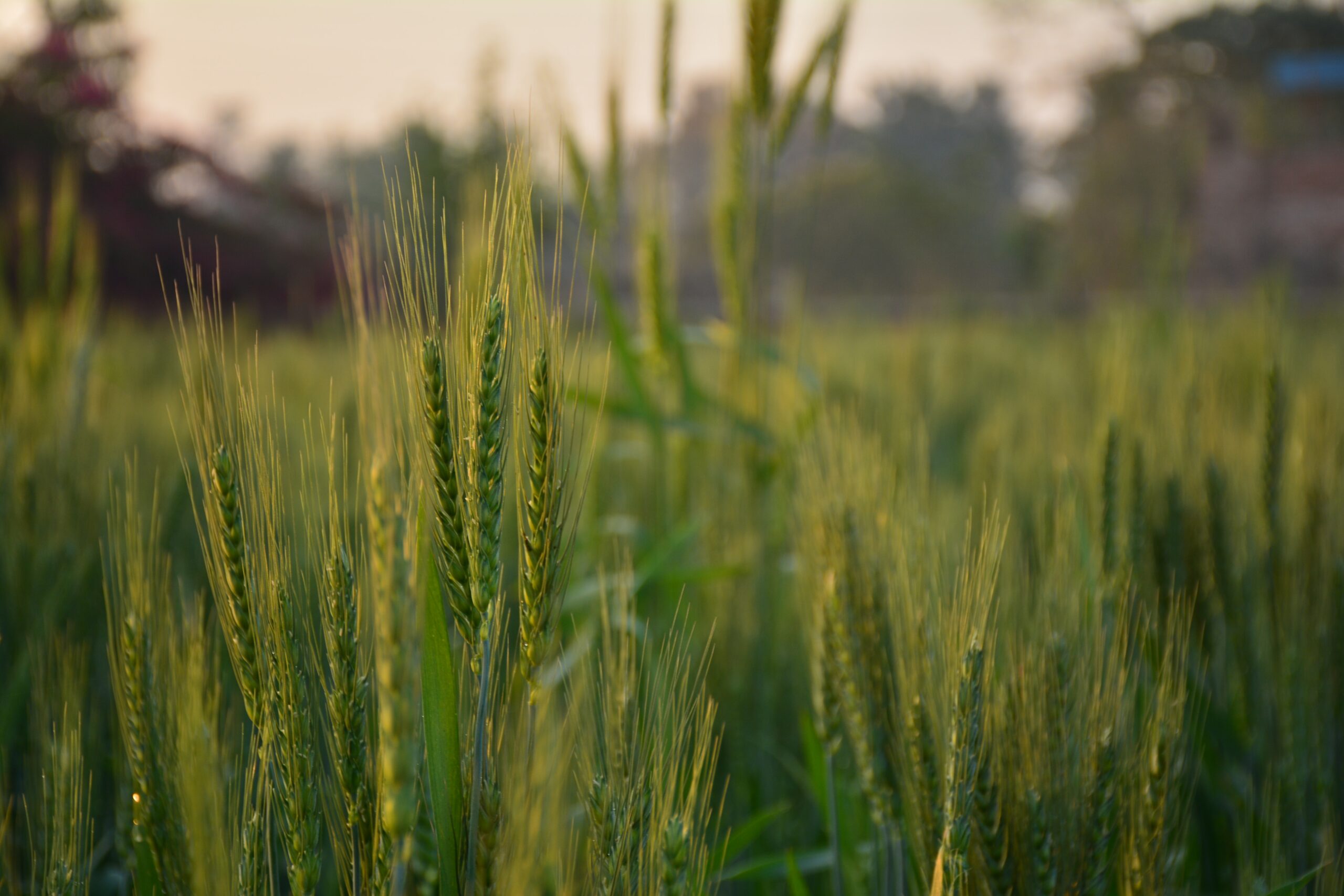 Grass Vs Paper Straw-Which One Is Better?