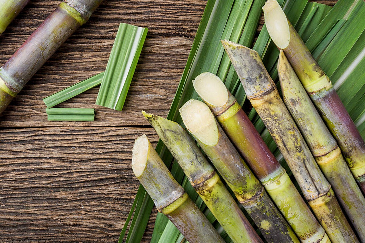 Go Green With Biodegradable Sugarcane Straws | They Are Trending!