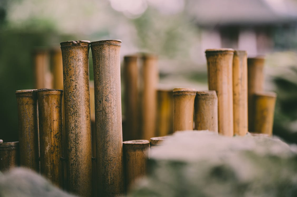 sugarcane sticks